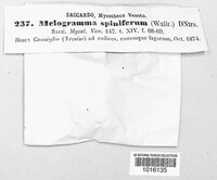 Melogramma spiniferum image
